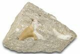 Otodus Shark Tooth Fossil in Rock - Morocco #274936-1